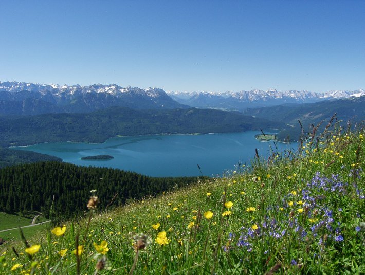 Almwiese im Sommer